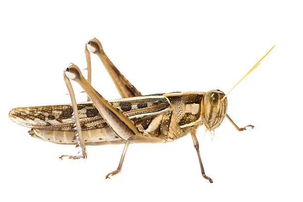 Photo of Isolated of big Grasshopper