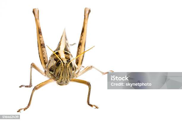 Isolated Of Big Grasshopper Stock Photo - Download Image Now - Animal, Animal Antenna, Animal Body