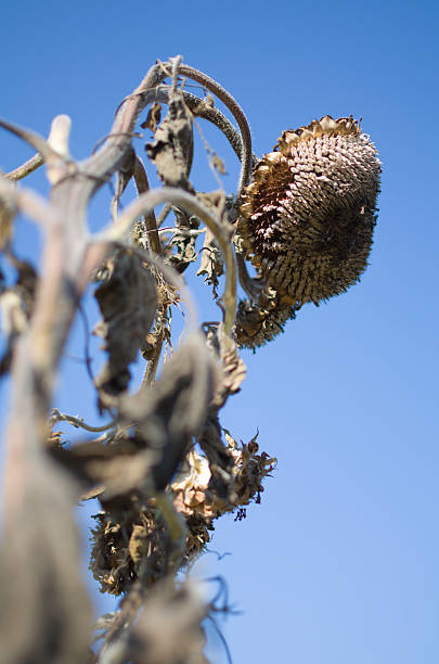 dry high girasole - sunflower isolated single flower tall foto e immagini stock