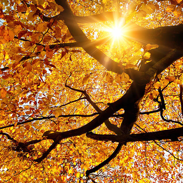 istock Sun shining in the golden autumn 516463169