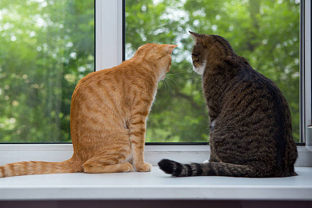 istock Two cat sitting on the window sill 516463243