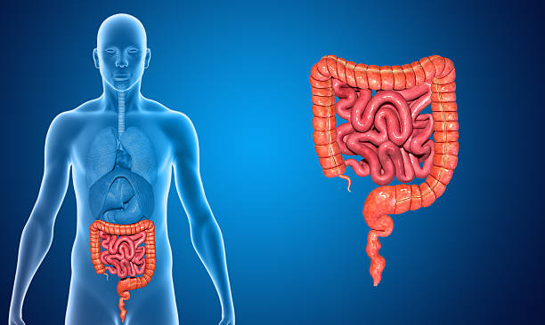 小型および大腸 - descending colon ストックフォトと画像