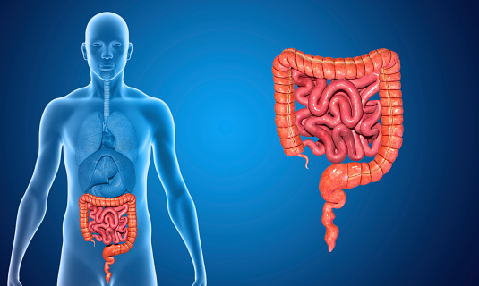 The human gastrointestinal tract (GI tract) is an organ system responsible for consuming and digesting foodstuffs, absorbing nutrients, and expelling waste.