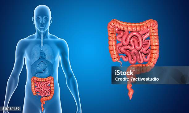 Small And Large Intestine Stock Photo - Download Image Now - Diagram, Colon, Cecum