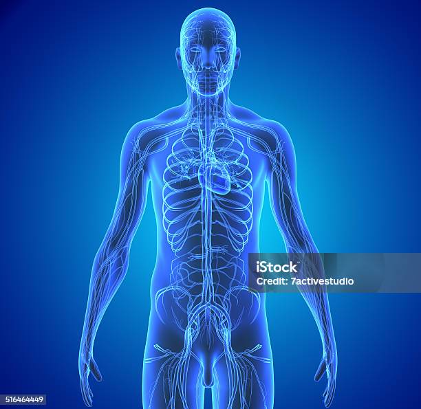 Circulatory System Stock Photo - Download Image Now - Diagram, Lymphatic System, The Human Body