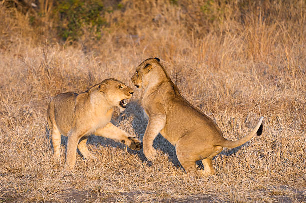 playfighting leões - lions tooth - fotografias e filmes do acervo