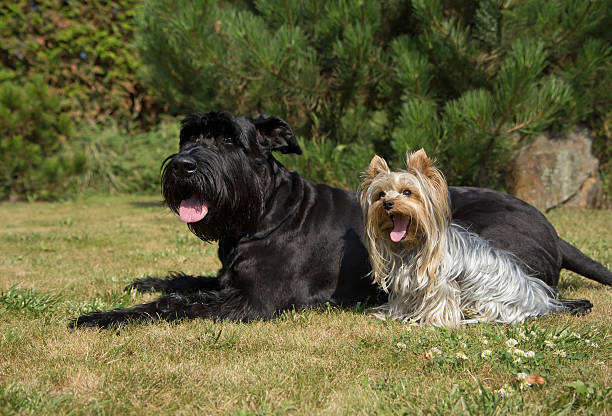 istock Yorkshire Terrier and Big Black Schnauzer Dod on the lawn. 516464661
