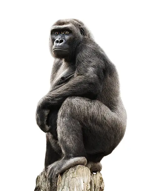 Gorilla proudly standing on a lookout, isolated on pure white
