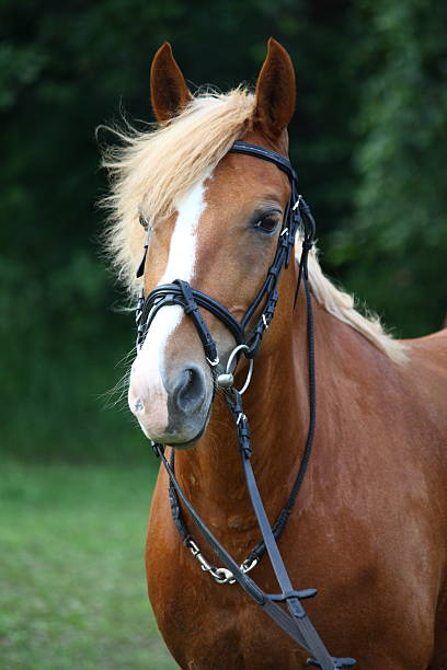 Palomino pony portrait with bridle Palomino pony portrait with bridle getting ready for the horse show dog and pony show stock pictures, royalty-free photos & images
