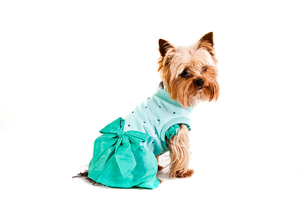 istock Yorkshire Terrier  in nice dress 516465945