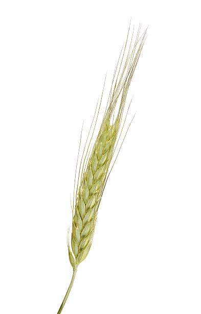 istock green barley isolated ear 516467465