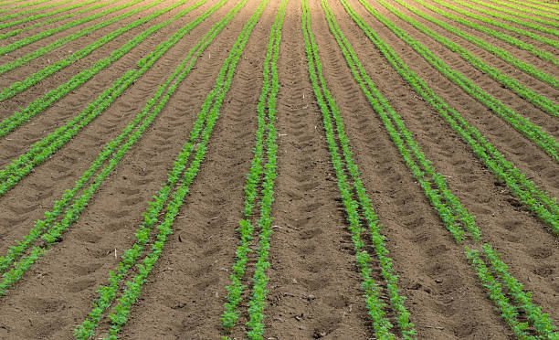 istock Agriculture in Japan 516467977
