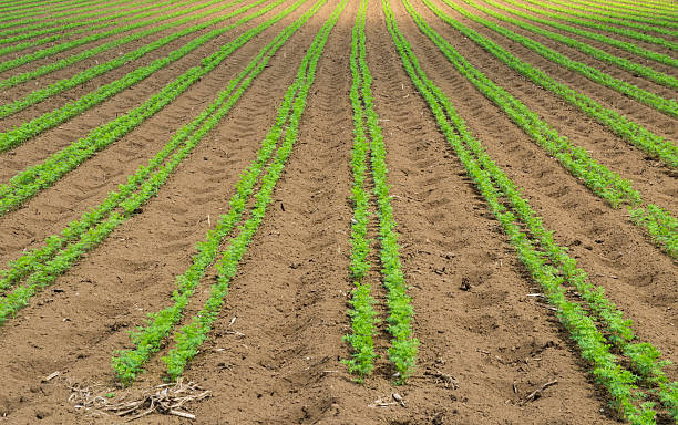 istock Agriculture in Japan 516467979