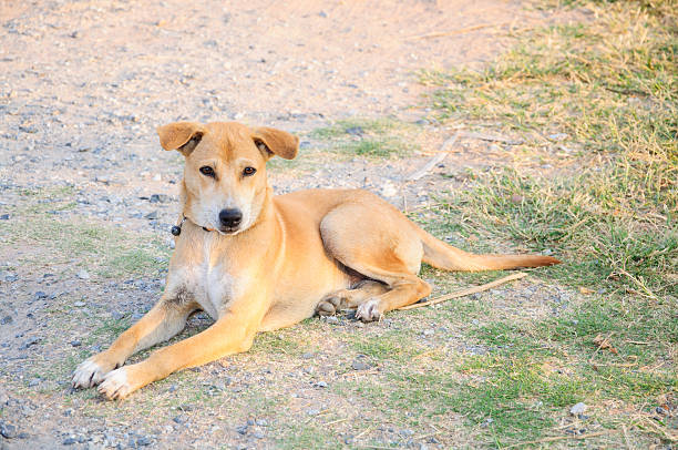 istock the dog enjoying on ground 516468281