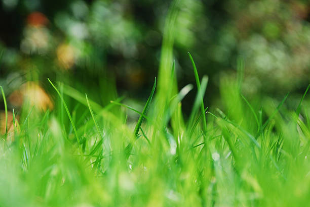 istock Blades of grass on a sunny day 516484383