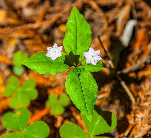 istock Redwood National and State Parks, California 516484499