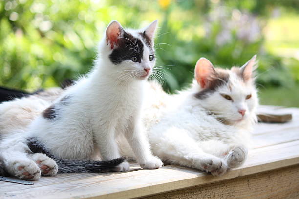 istock Adorable kitten resting with his mother 516485041