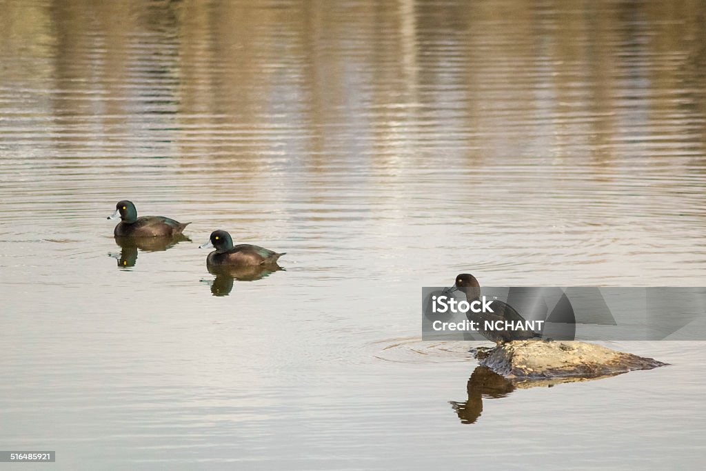 Three Brown teals/pāteke's Three Brown teals/pāteke's in a small lake Endangered Species Stock Photo