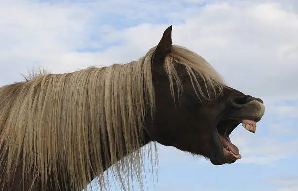 Portrait of a yawning Quarterhorse