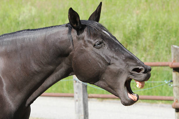 istock Black horse, Portrait, yawning 516486031