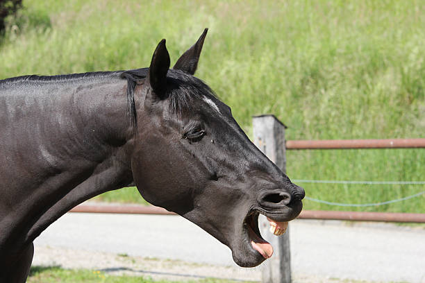 istock Black horse, portrait, yawning 516486037