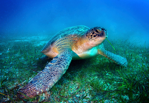 Sea turtle. Underwater shot.