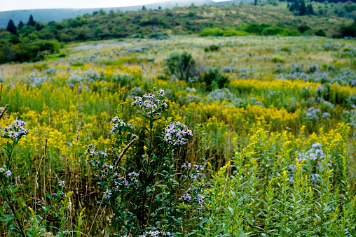 Fields with summer flowering plants, meadow flowers. Summer landscape.