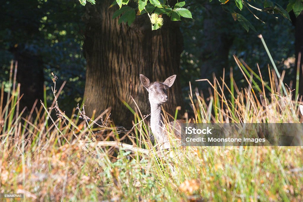 Fallow Deer in Knole Park, England A female fallow deer in Knole Park in autumn Animal Stock Photo