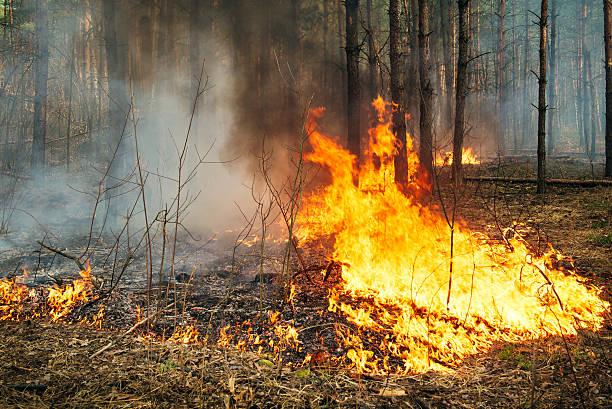 istock Intensive of ground forest fire in pine stand 516488337