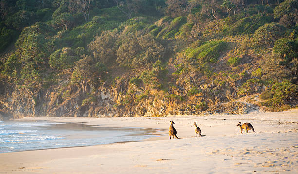 kangaroos en la playa al amanecer - skippy fotografías e imágenes de stock