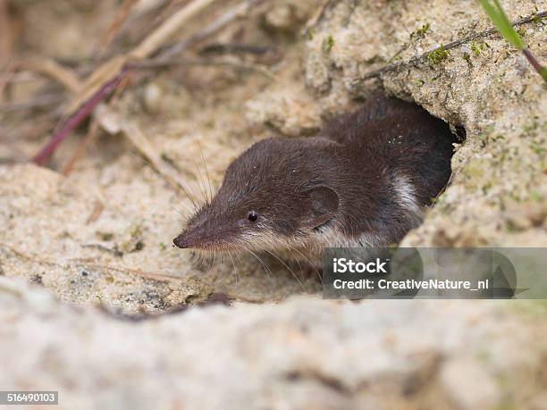 Foto de Musaranhodedentes Afiados Talhadas Bicolored e mais fotos de stock de Drenthe - Drenthe, Musaranho, Vitalidade