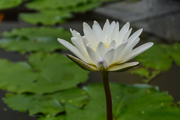 istock lotus flower on water 516490415