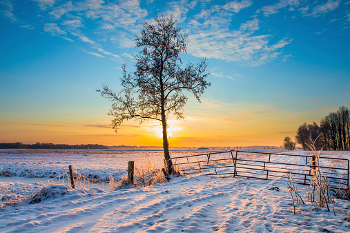 Lonely Tree in Winter Landscape with Snowy Fields and Blue Sky in Drenthe Netherlands