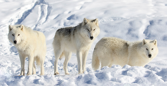 pack of arctic wolves in nature