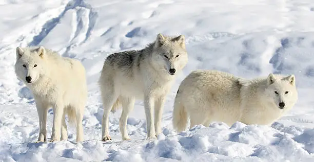 Photo of pack of wolves