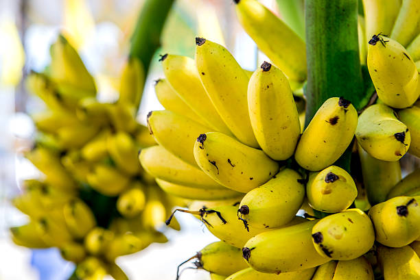 istock fresh sweet banana in Thailand 516492514