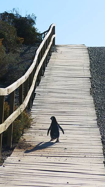 istock Penguin walking on a boardwalk towards ocean -scene 516492598