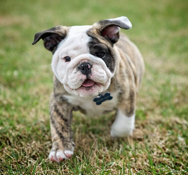 istock English Bulldog Puppy Running 516493642