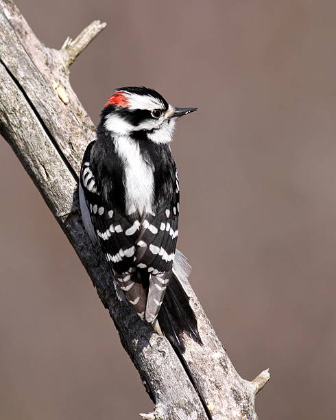 istock Male Downy Woodpecker 516493940