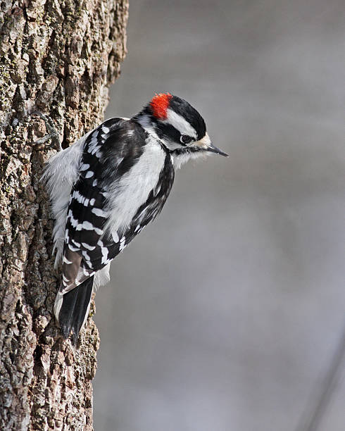 The male downy woodpecker has a patch of red on it's head whereas the female does not.