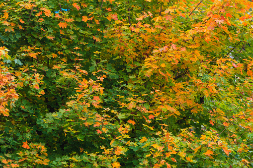 Bright autumn leaves in the natural environment. Fall trees yellow orange nature background