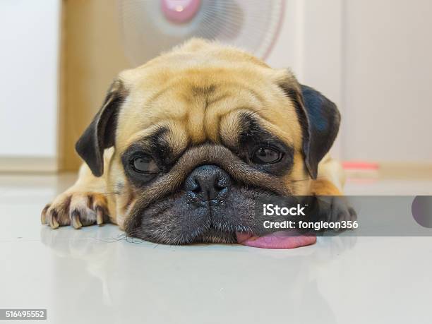 Foto de Pug Sono Queixo E Língua Colocam No Piso e mais fotos de stock de Cão - Cão, Amuado, Pug