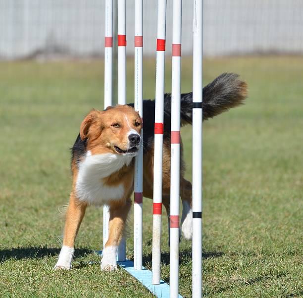 istock English Shepherd at Dog Agility Trial 516496310