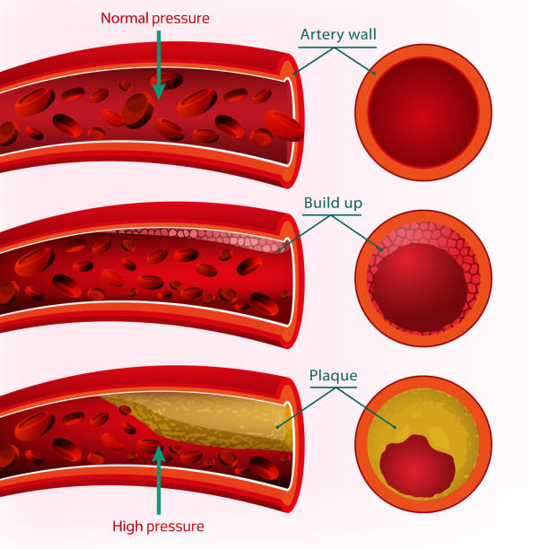 obraz wektorowy krwi - human blood vessel human artery human cardiovascular system human vein stock illustrations