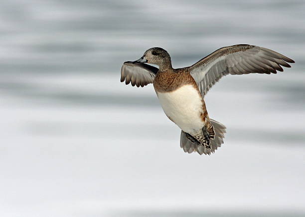 칠레식 wigeon - american wigeon 뉴스 사진 이미지