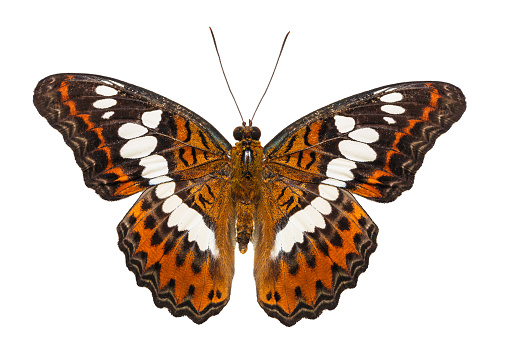 Isolated commander butterfly dorsal view with clipping path ( moduza procris )