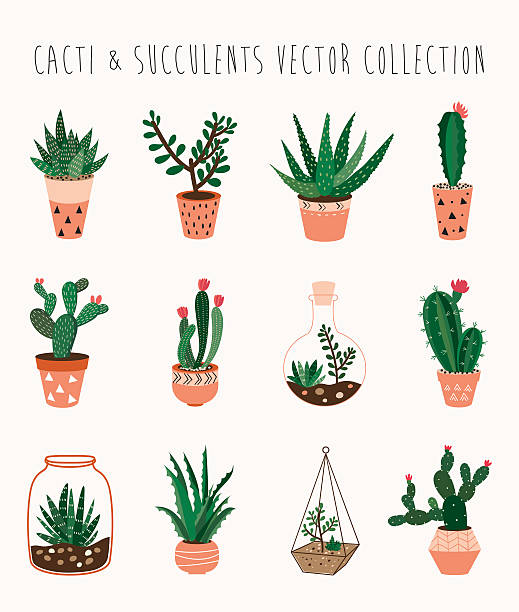 illustrations, cliparts, dessins animés et icônes de cactus et plantes succulentes collection de vecteurs - flower pot