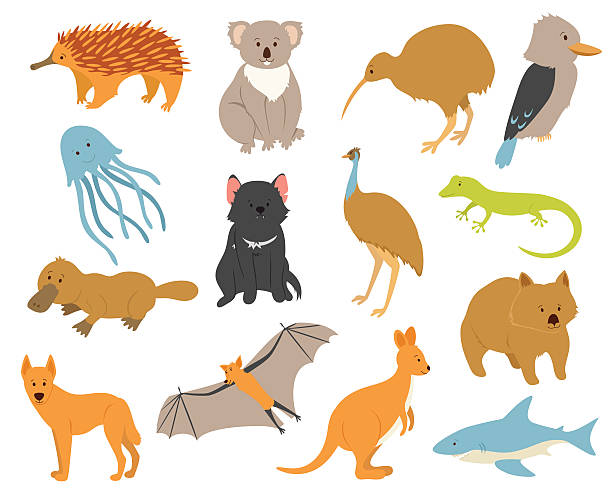 Australian animals set Australian animals set. Cartoon characters. Animals endemic to Australia. Zoo illustration. The fauna of continent. Wild animals. Cute zoo collection. Safari. echidna isolated stock illustrations