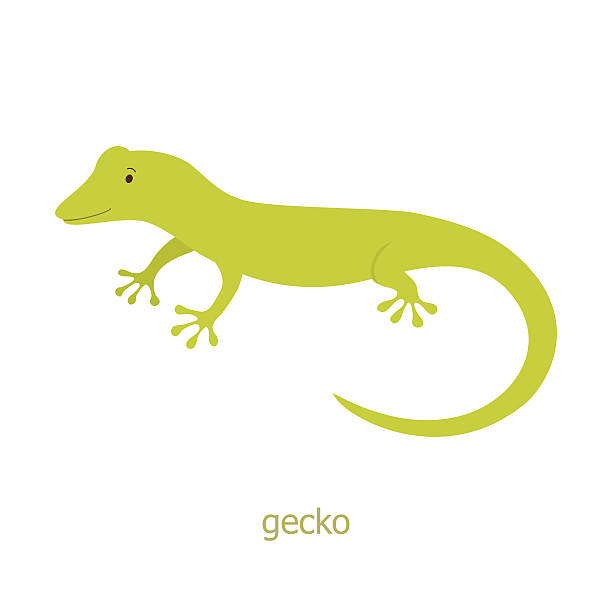 геккон. мультяшный персонажей - safari animals wild animals animals and pets reptile stock illustrations