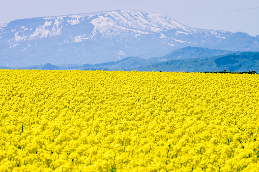 Takikawa Rapeseed festival is one of the best places to admire the canola flower fields. It is planted as a crop rotation. The venue rotates every year and known as Nanohana festival in Japanese.